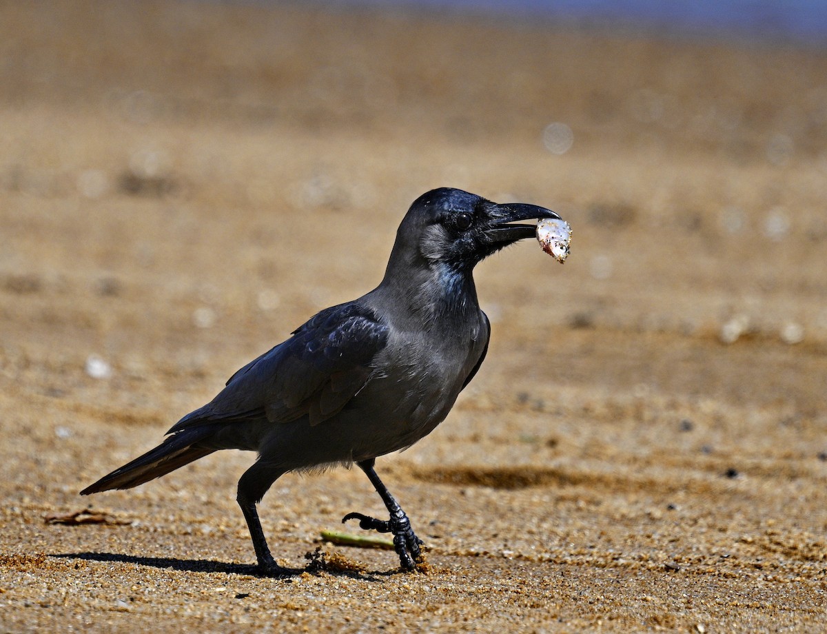 House Crow - ML644120005
