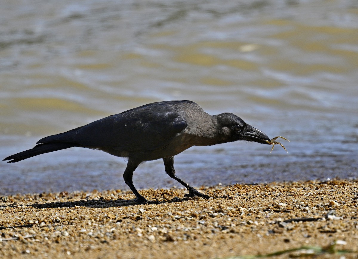 House Crow - ML644120006