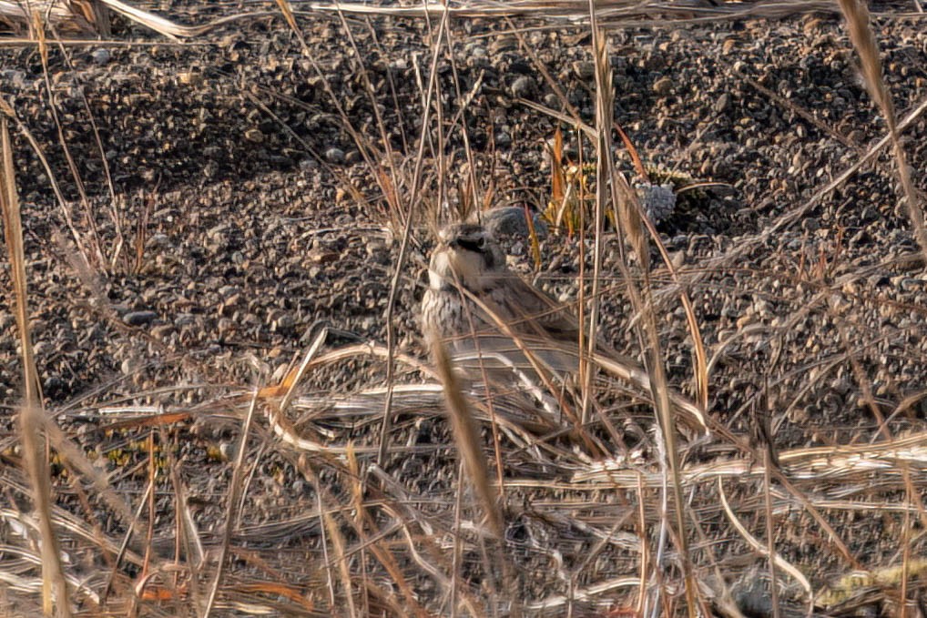 Horned Lark - ML644120009
