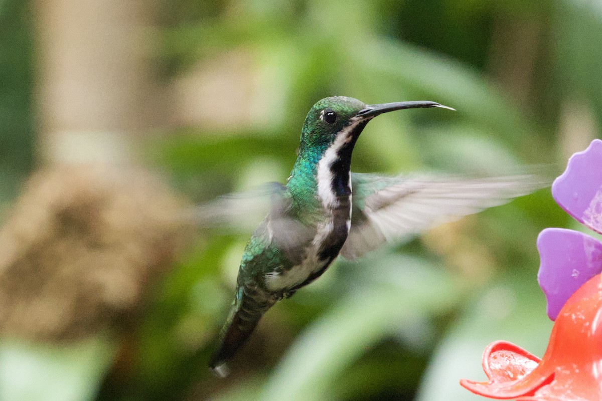 Mango Gorjinegro - ML644120010