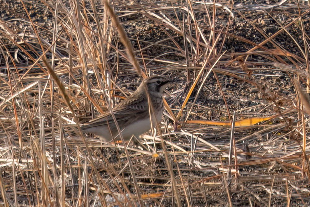 Horned Lark - ML644120013