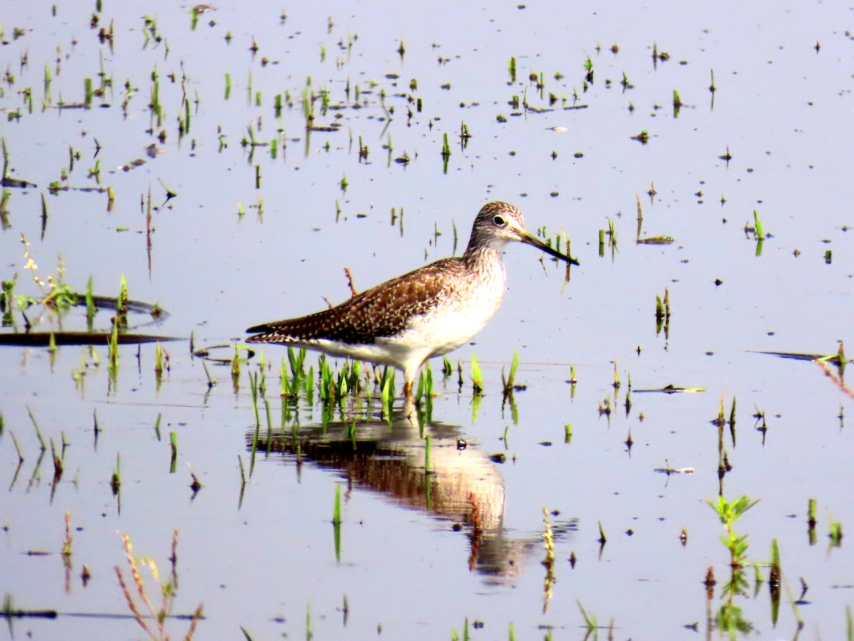 Büyük Sarıbacak - ML644120017