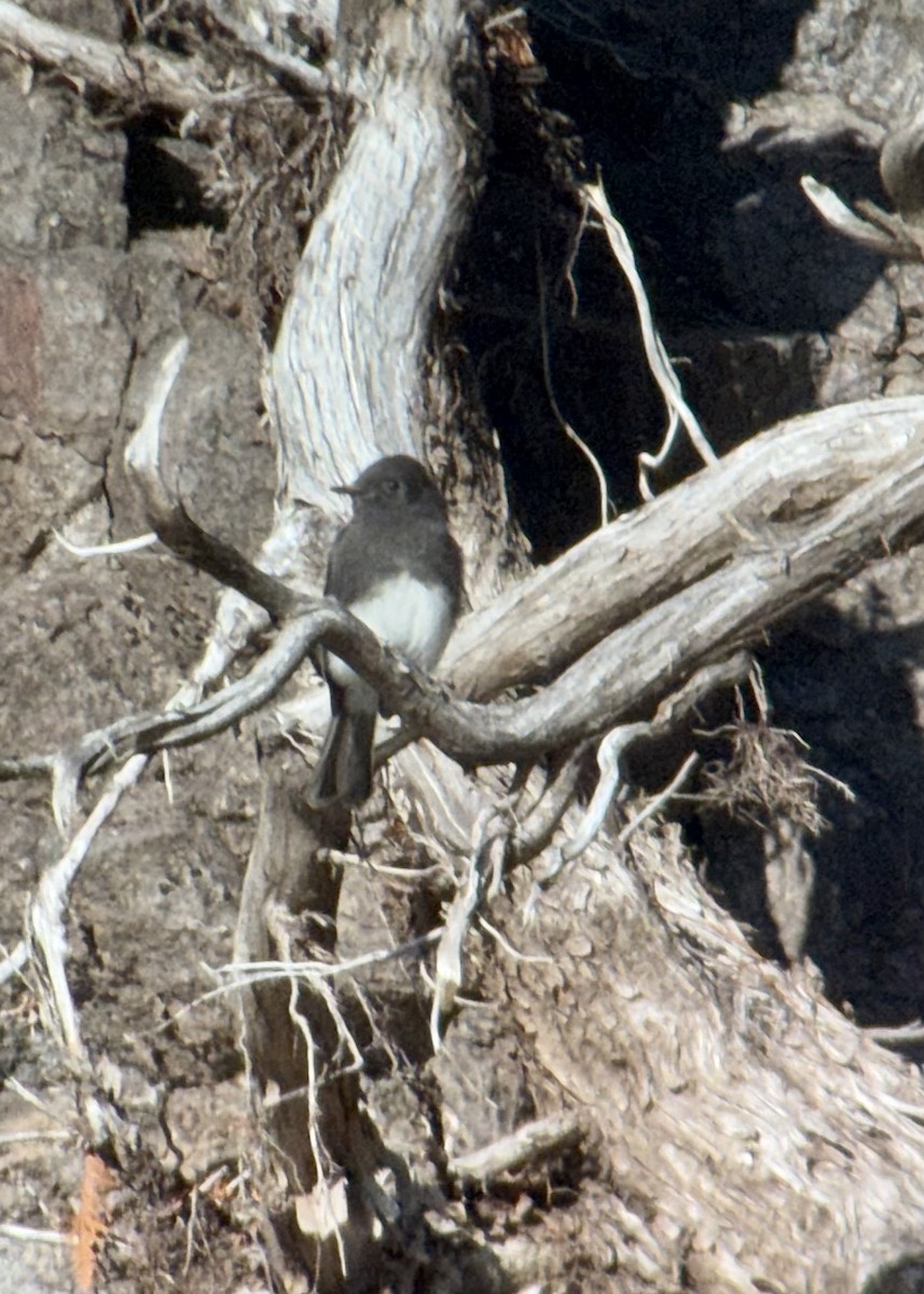 Black Phoebe (Northern) - ML644120025