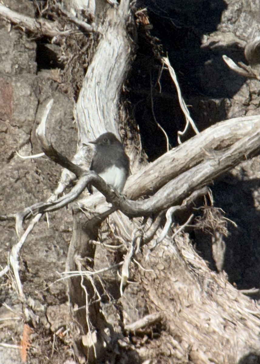 Black Phoebe (Northern) - ML644120026