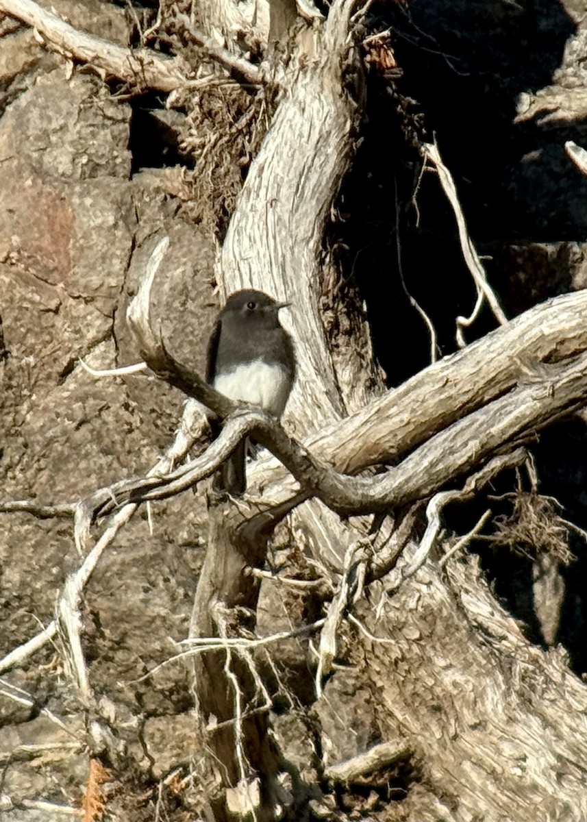Black Phoebe (Northern) - ML644120027