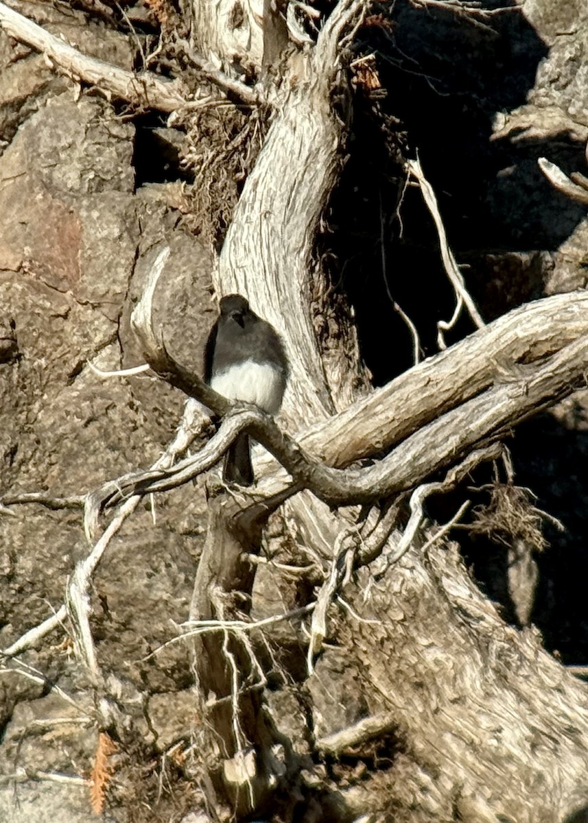 Black Phoebe (Northern) - ML644120028