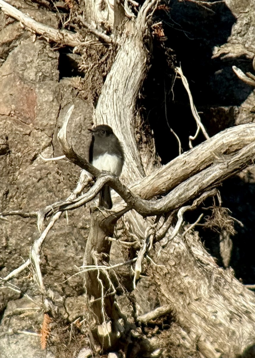 Black Phoebe (Northern) - ML644120029