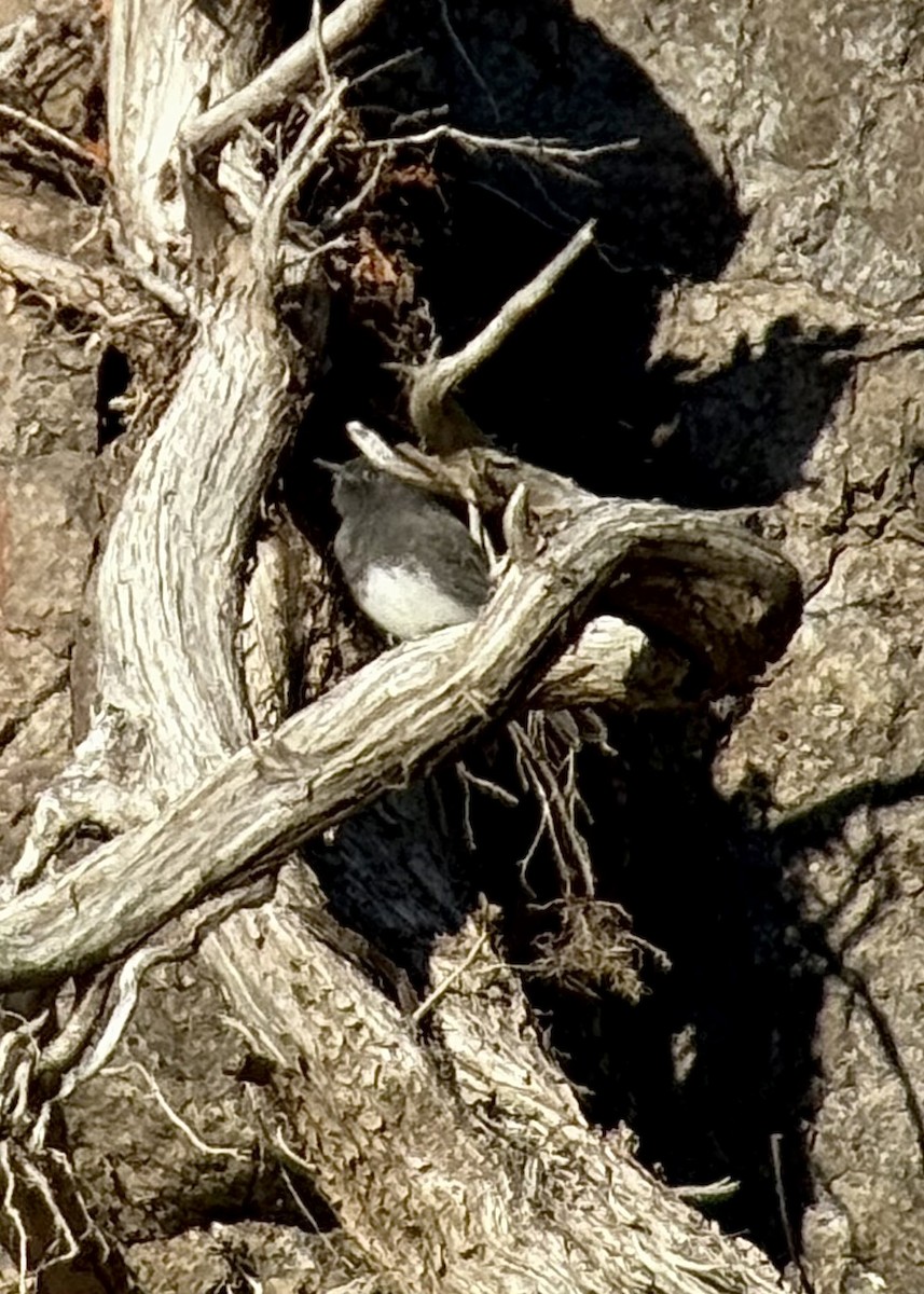 Black Phoebe (Northern) - ML644120030
