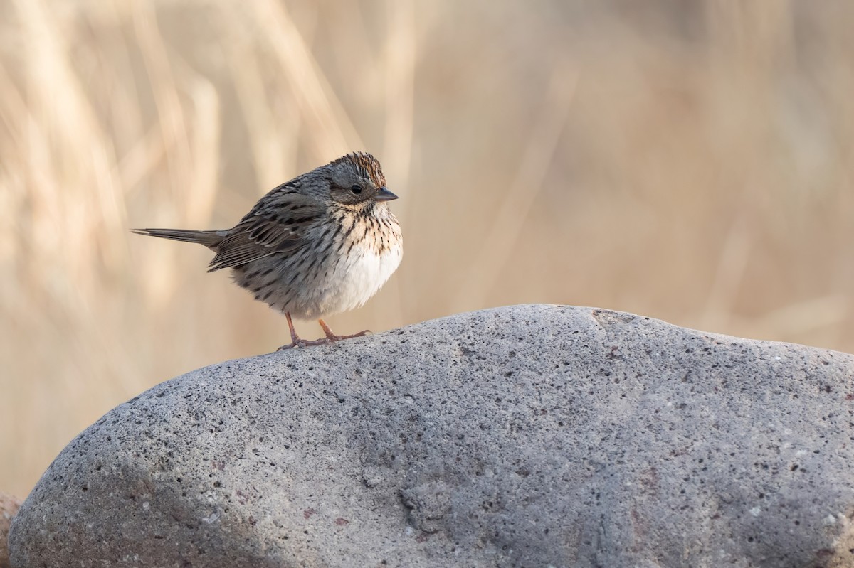 Lincoln's Sparrow - ML644120033