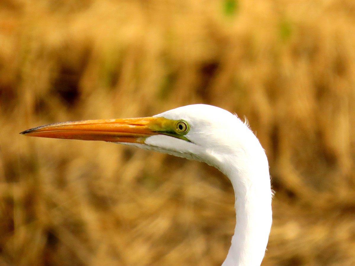 Büyük Ak Balıkçıl - ML644120037