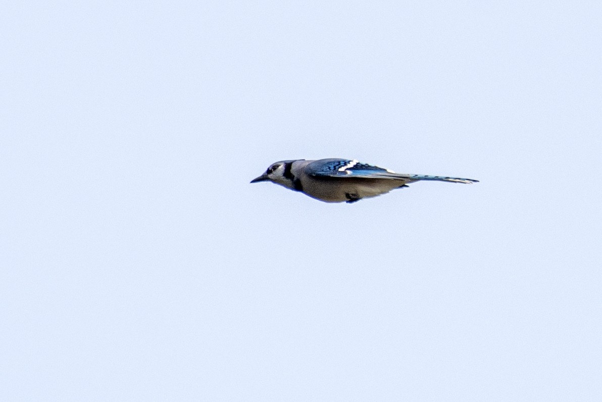 Blue Jay - ML644120042
