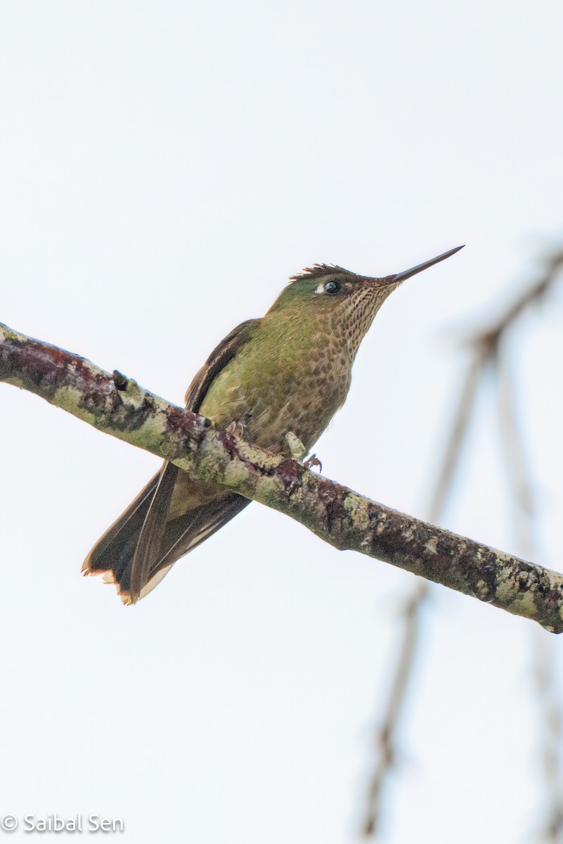 Green-backed Firecrown - ML644120044