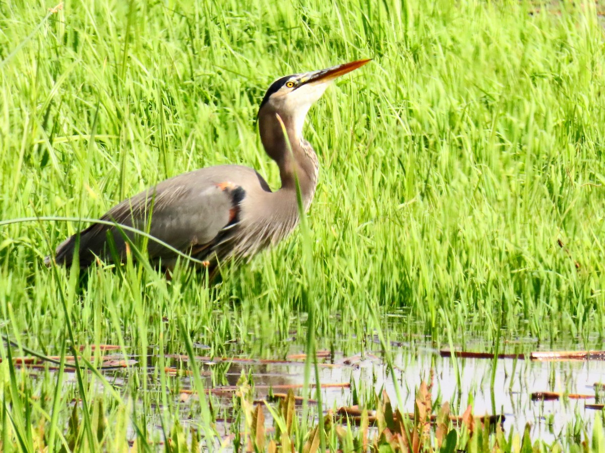 Amerika Gri Balıkçılı - ML644120048