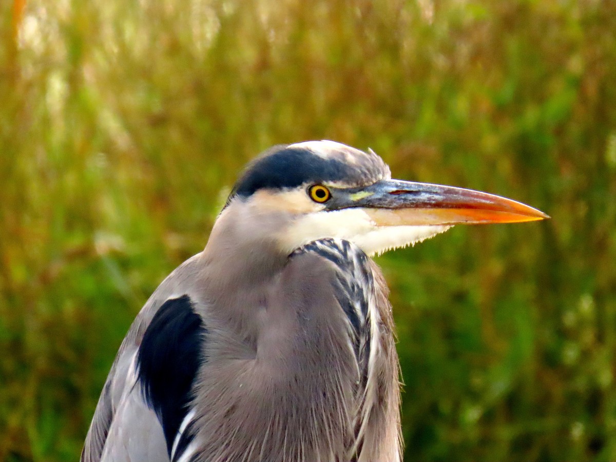 Amerika Gri Balıkçılı - ML644120050