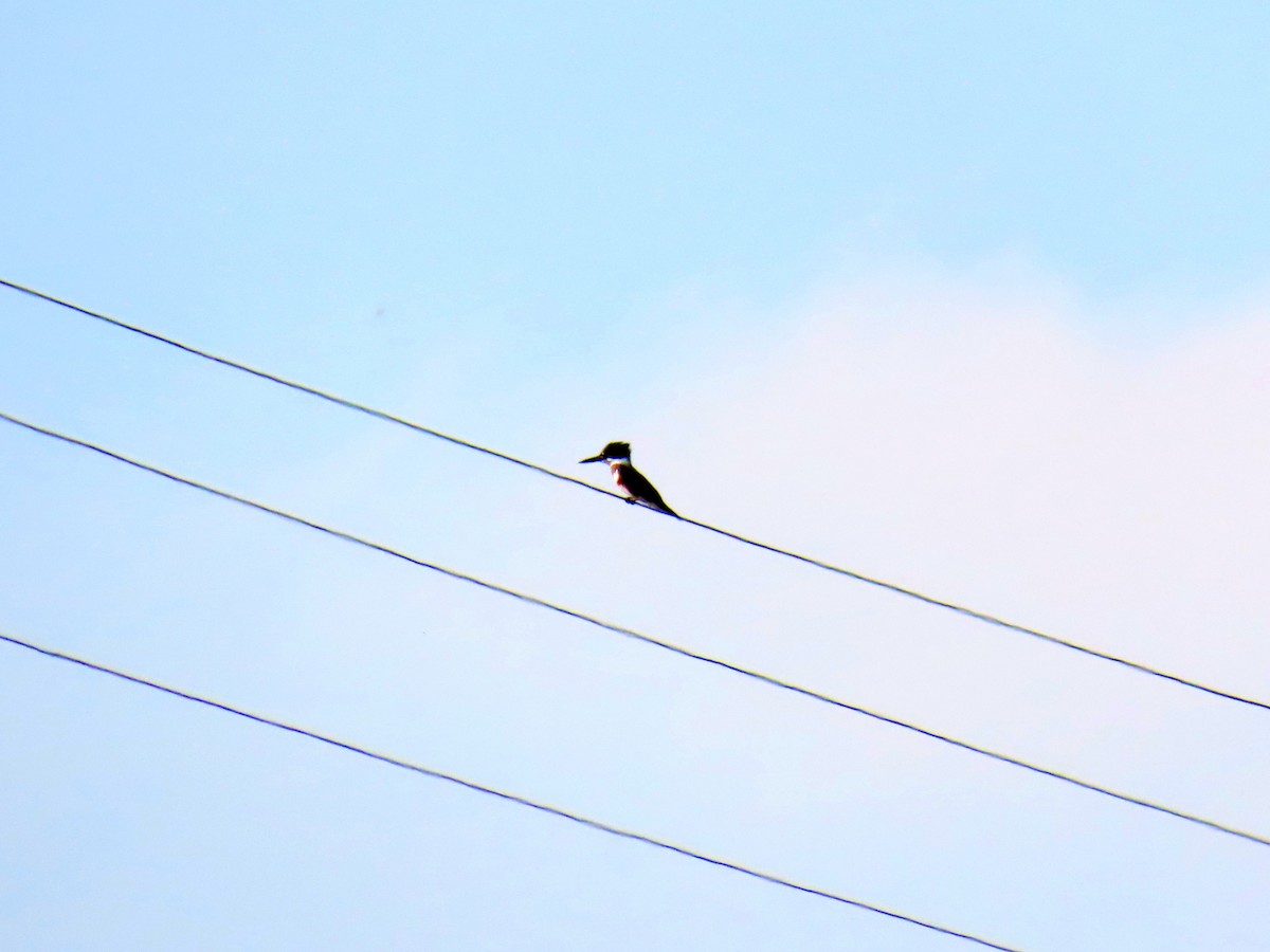 Kuşaklı Yalıçapkını - ML644120059