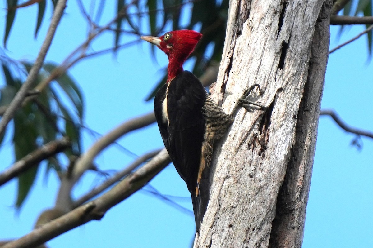 Robust Woodpecker - ML644120062