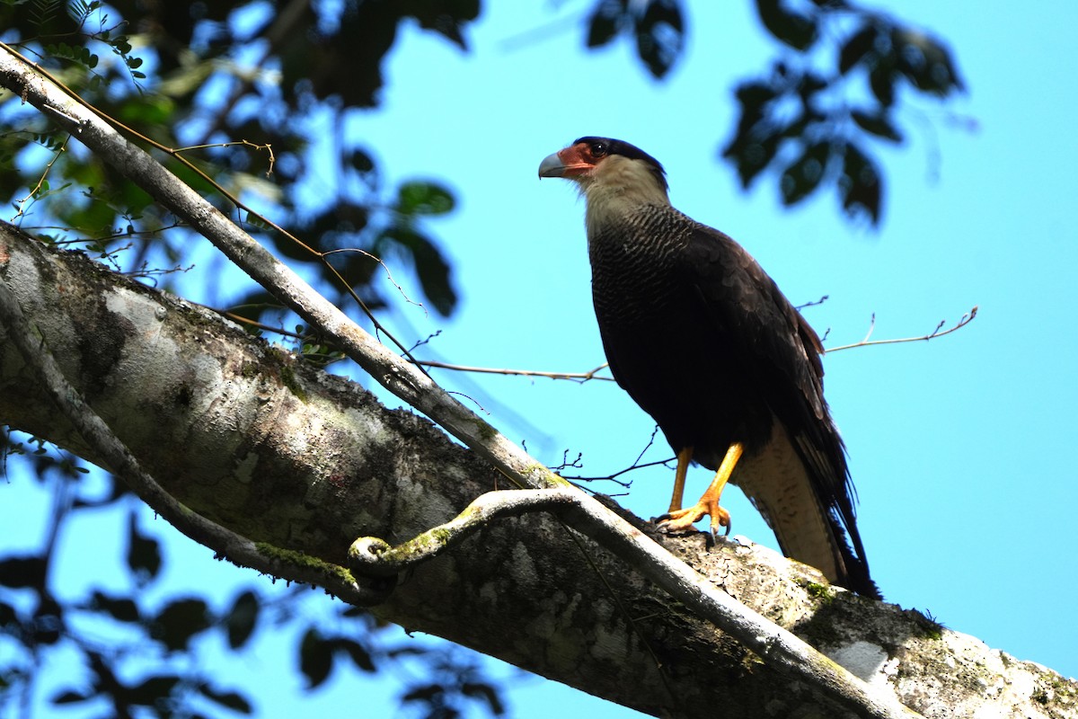 Crested Caracara - ML644120067