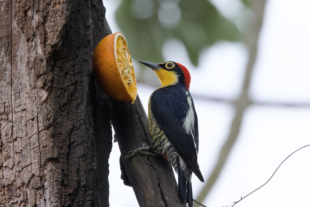 Carpintero Arcoiris - ML644120069