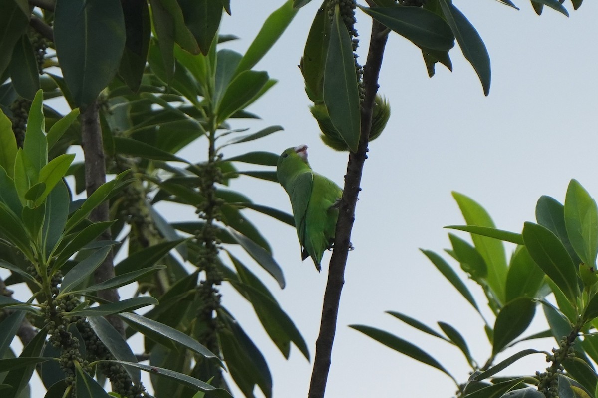 Cobalt-rumped Parrotlet - ML644120084