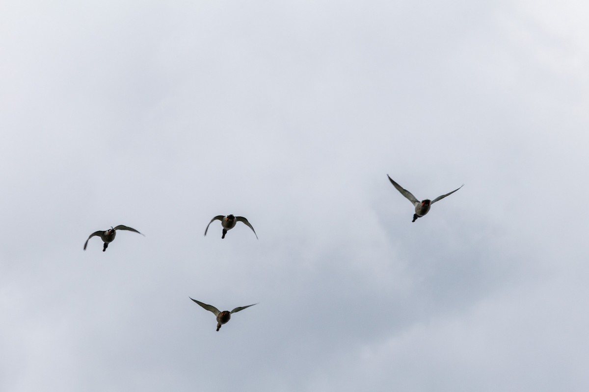 Mallard - ML644120095