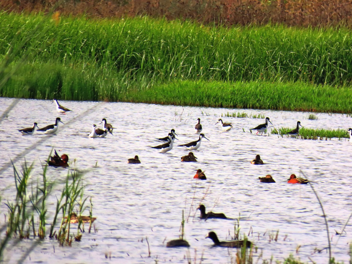 Kızıl Ördek - ML644120097