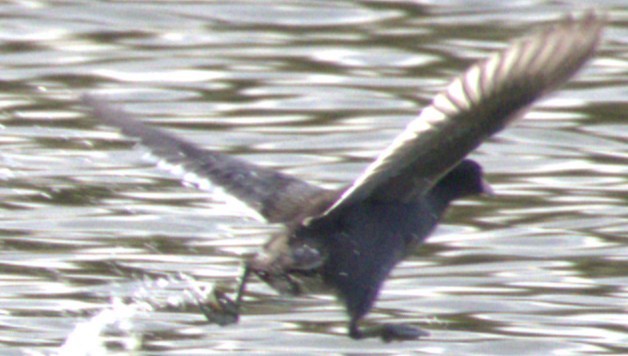 American Coot - ML644120101