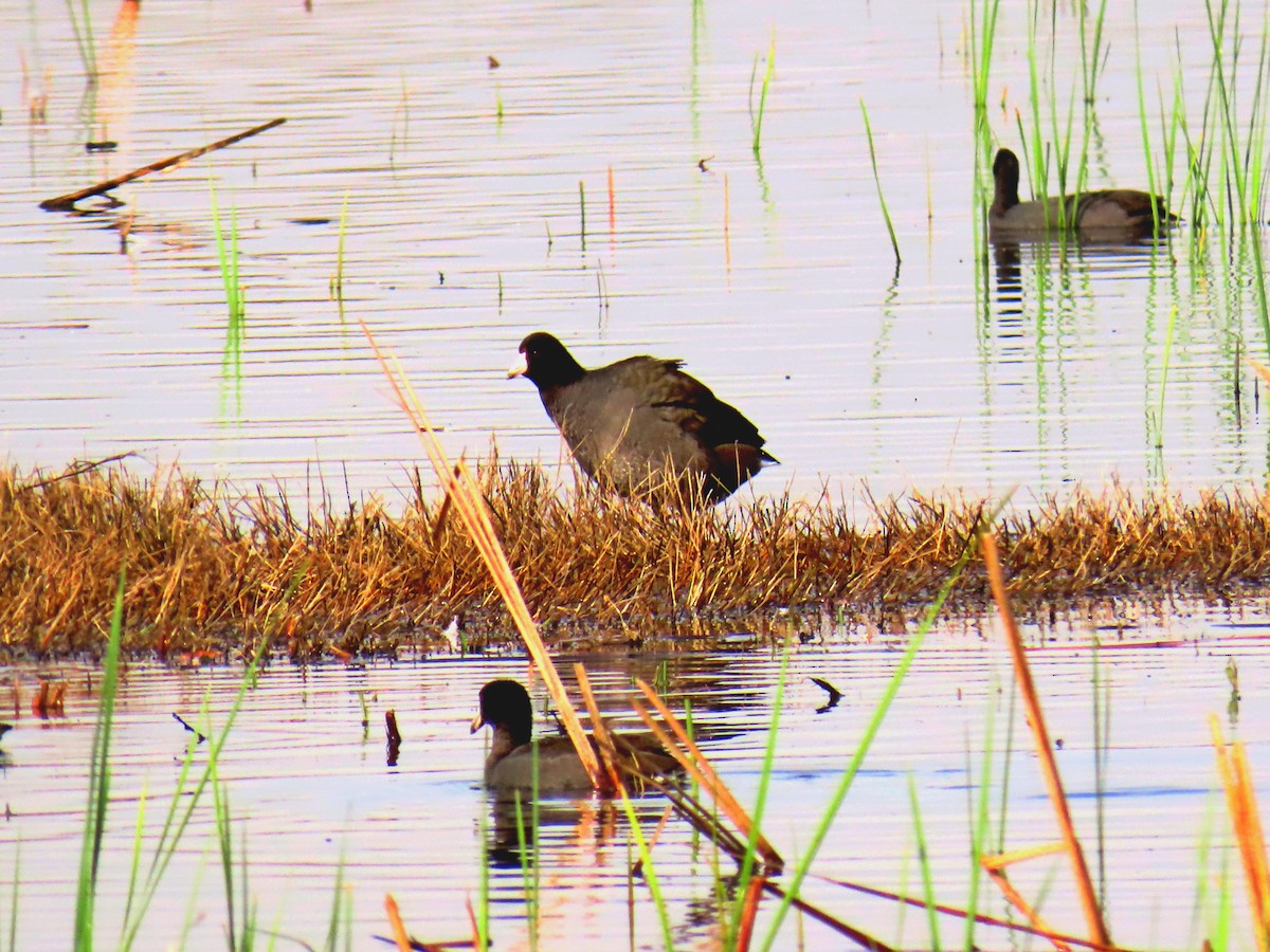 Amerika Mekesi - ML644120104