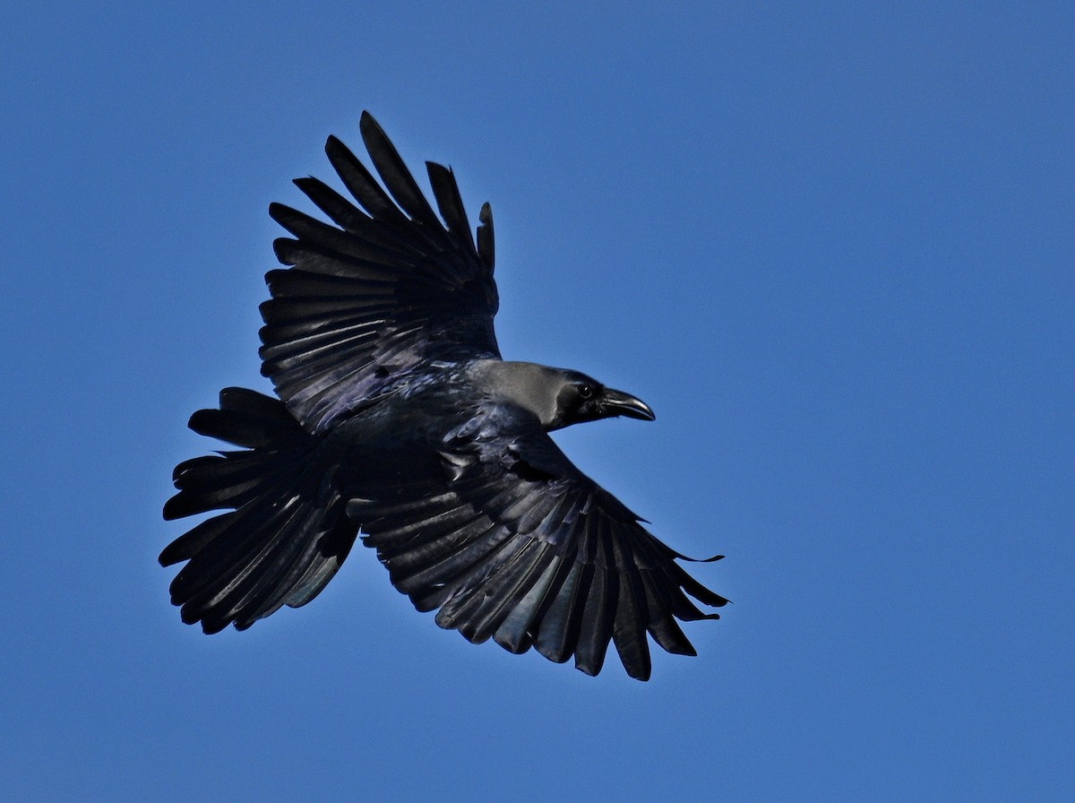House Crow - ML644120114