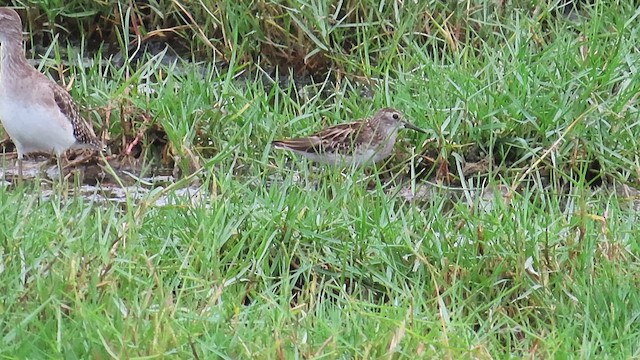 Long-toed Stint - ML644120121