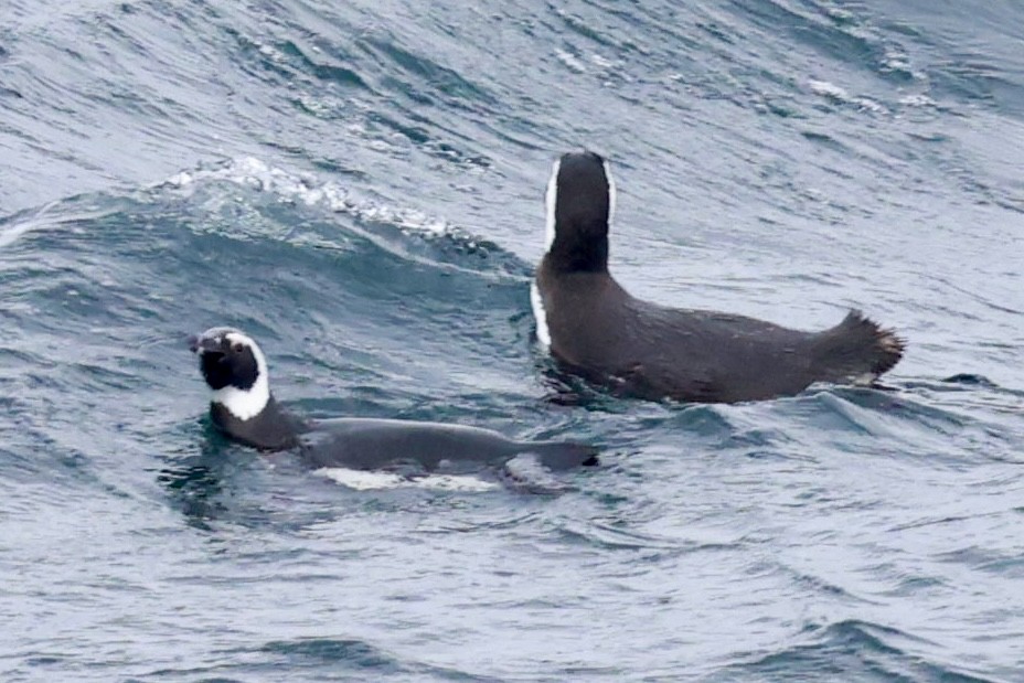 Magellanic Penguin - ML644120124