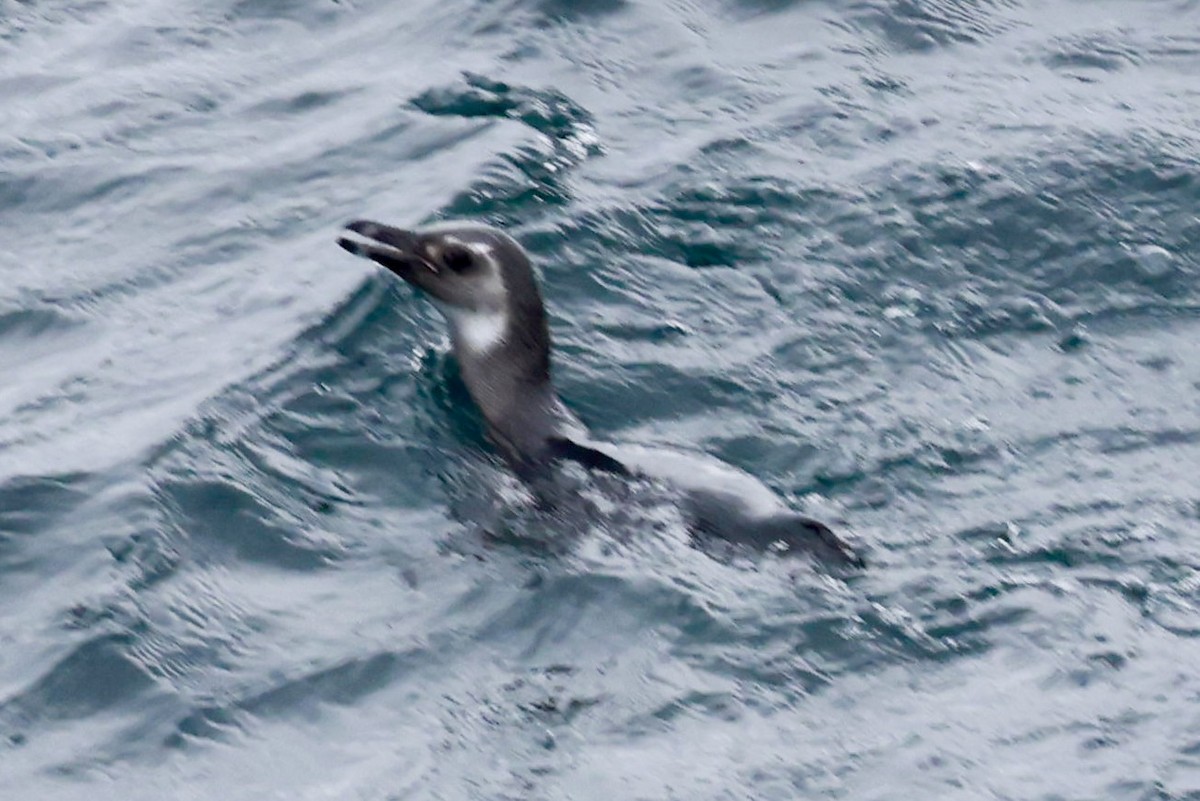 Magellanic Penguin - ML644120125
