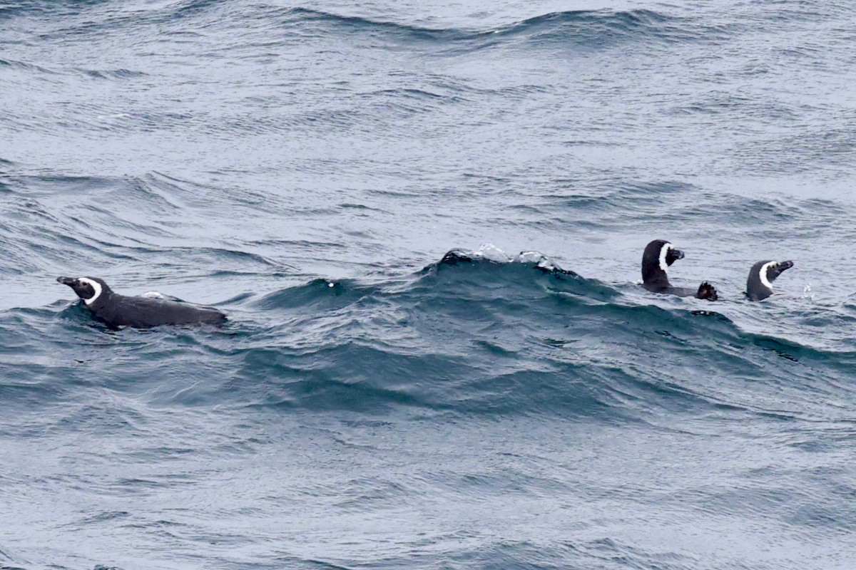 Magellanic Penguin - ML644120126