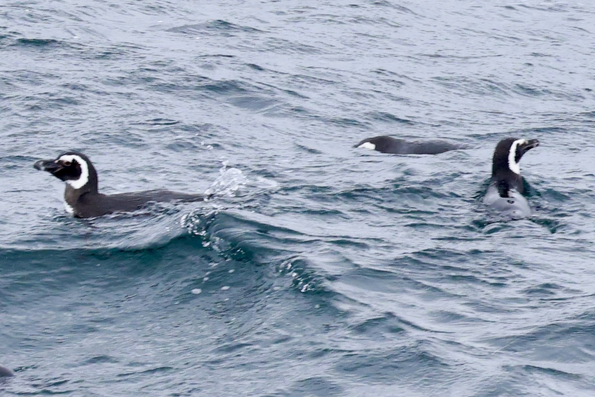 Magellanic Penguin - ML644120127