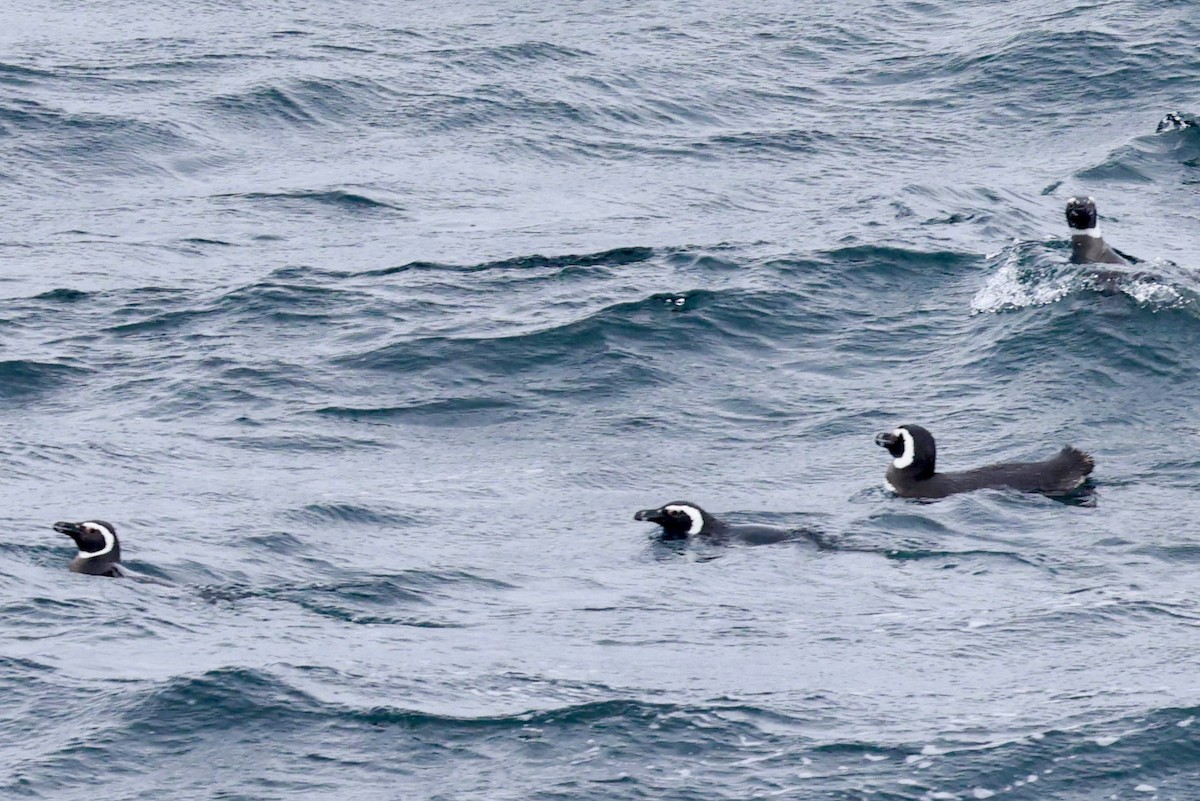 Magellanic Penguin - ML644120128