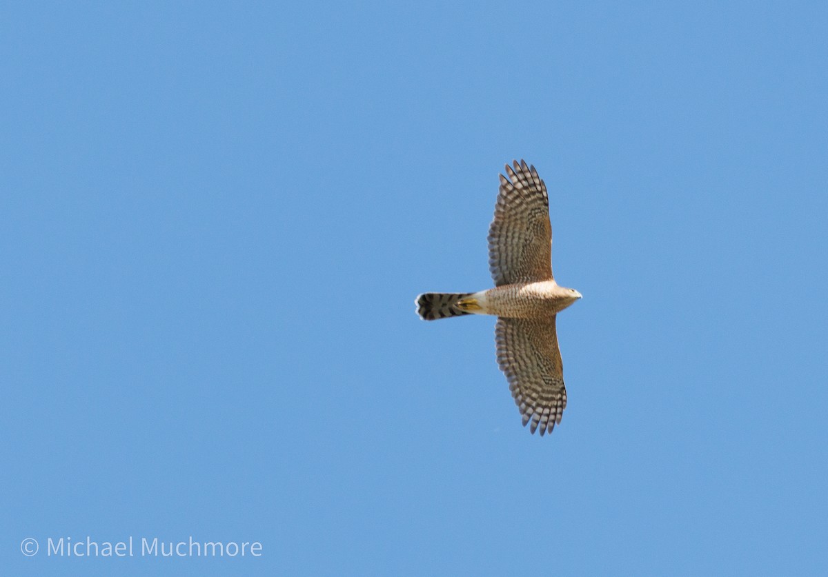 Cooper's Hawk - ML644120138
