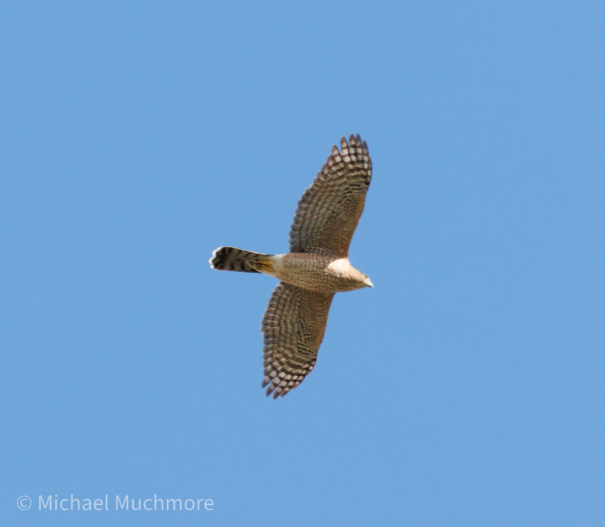 Cooper's Hawk - ML644120139