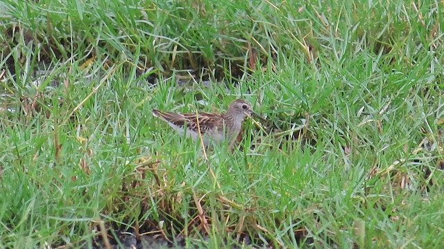 Long-toed Stint - ML644120142