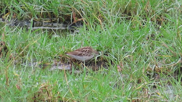 Long-toed Stint - ML644120145