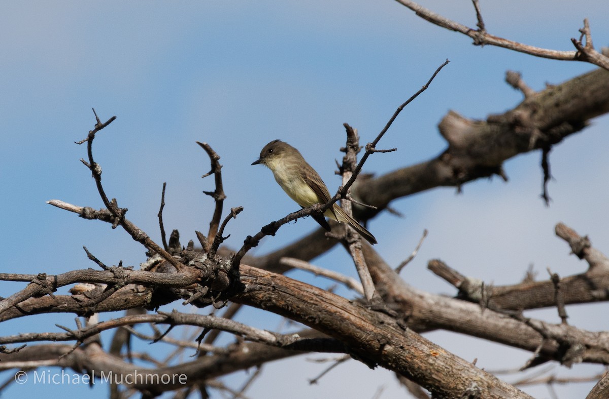 Eastern Phoebe - ML644120146