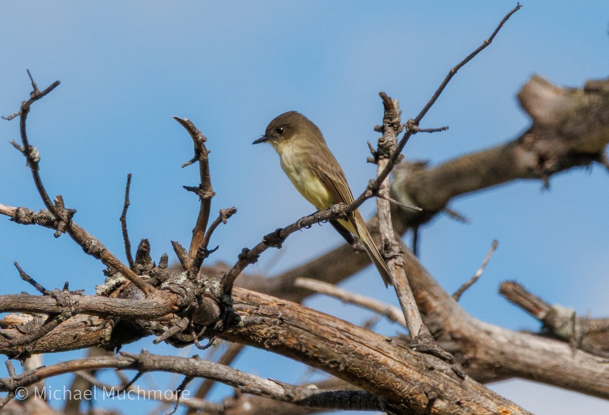 Eastern Phoebe - ML644120147
