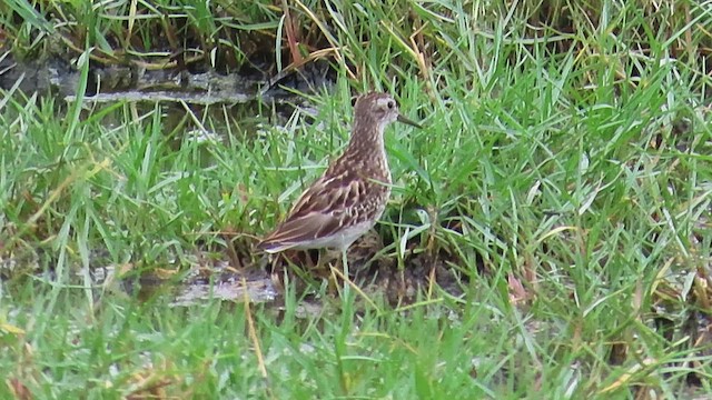 Long-toed Stint - ML644120150