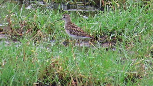 Long-toed Stint - ML644120157