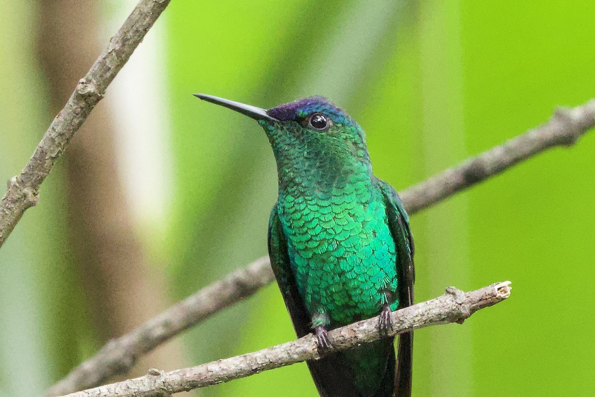 Zafiro Capirotado - ML644120170