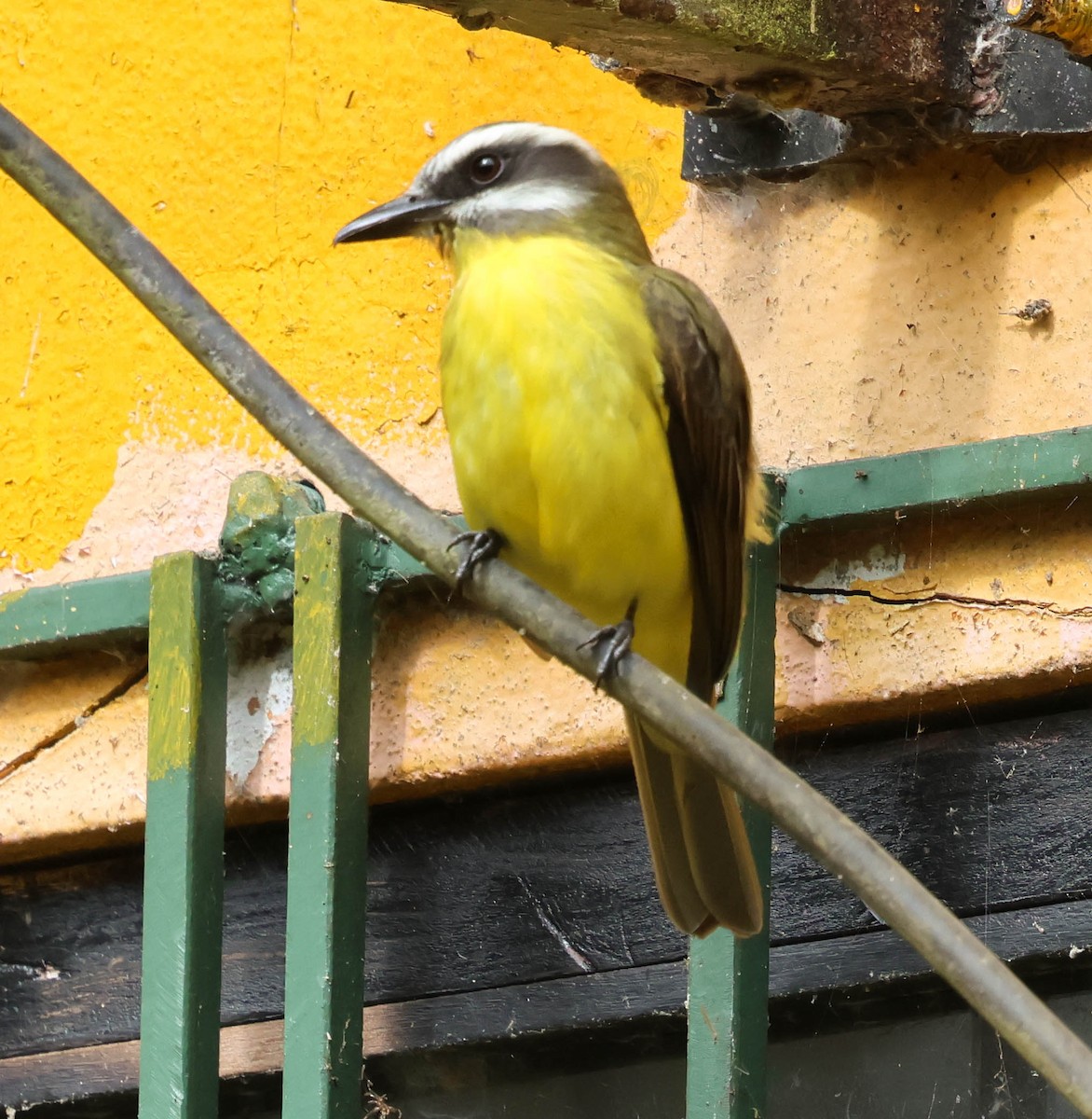 Tyran à ventre d'or - ML644120177