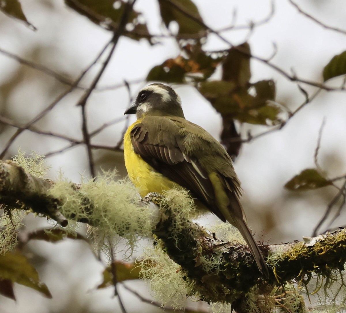 Tyran à ventre d'or - ML644120178