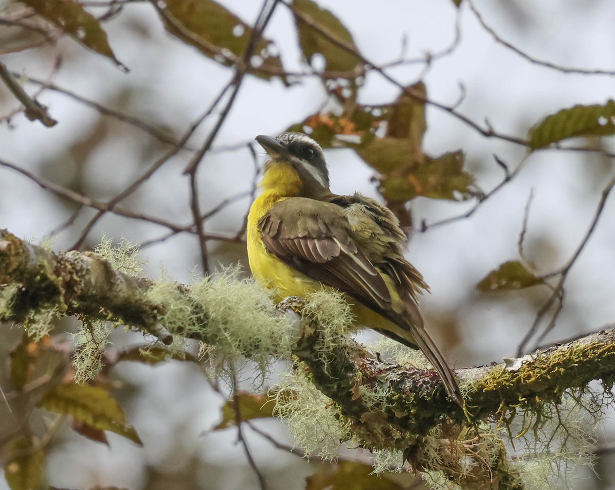 Tyran à ventre d'or - ML644120179