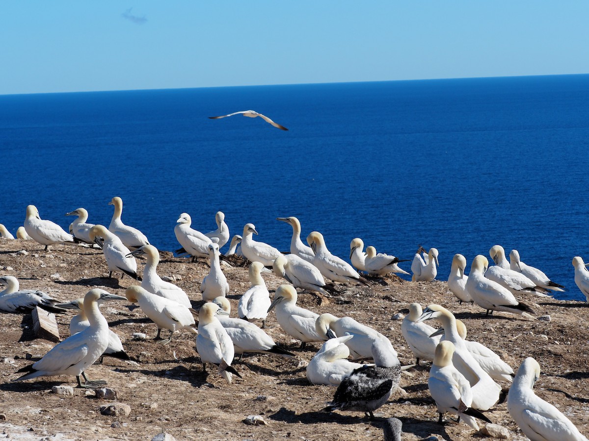 Northern Gannet - ML644120196
