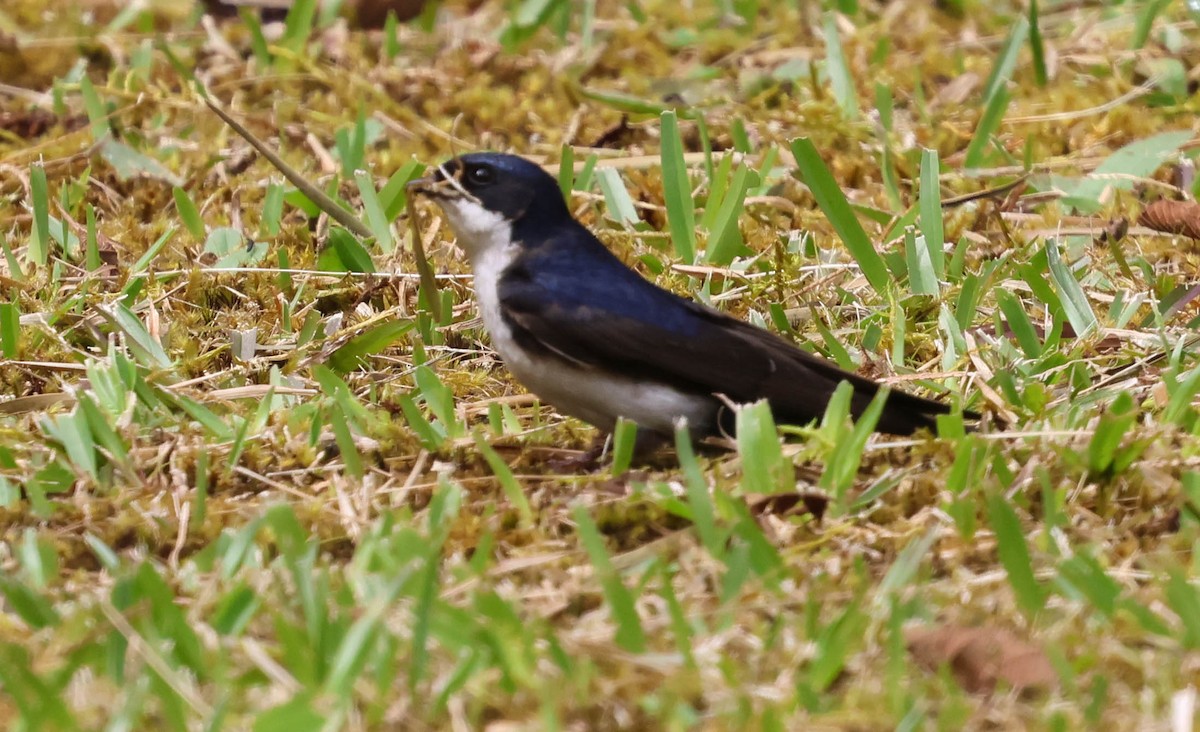 Blue-and-white Swallow - ML644120215
