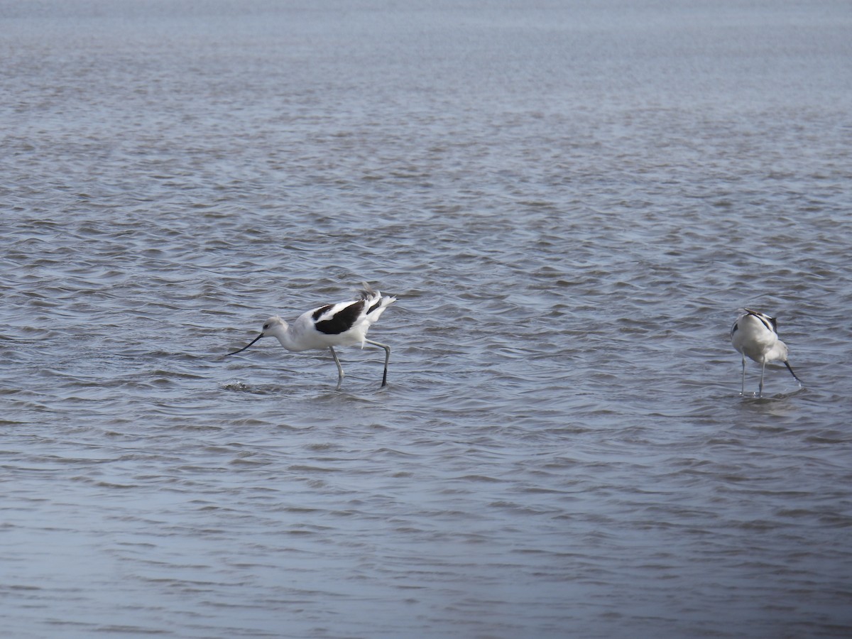 American Avocet - ML644120222