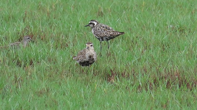 Pacific Golden-Plover - ML644120234